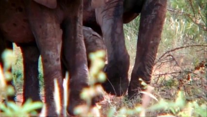 Elephants Never Forget - Animal Action Week 2015 (Funny)