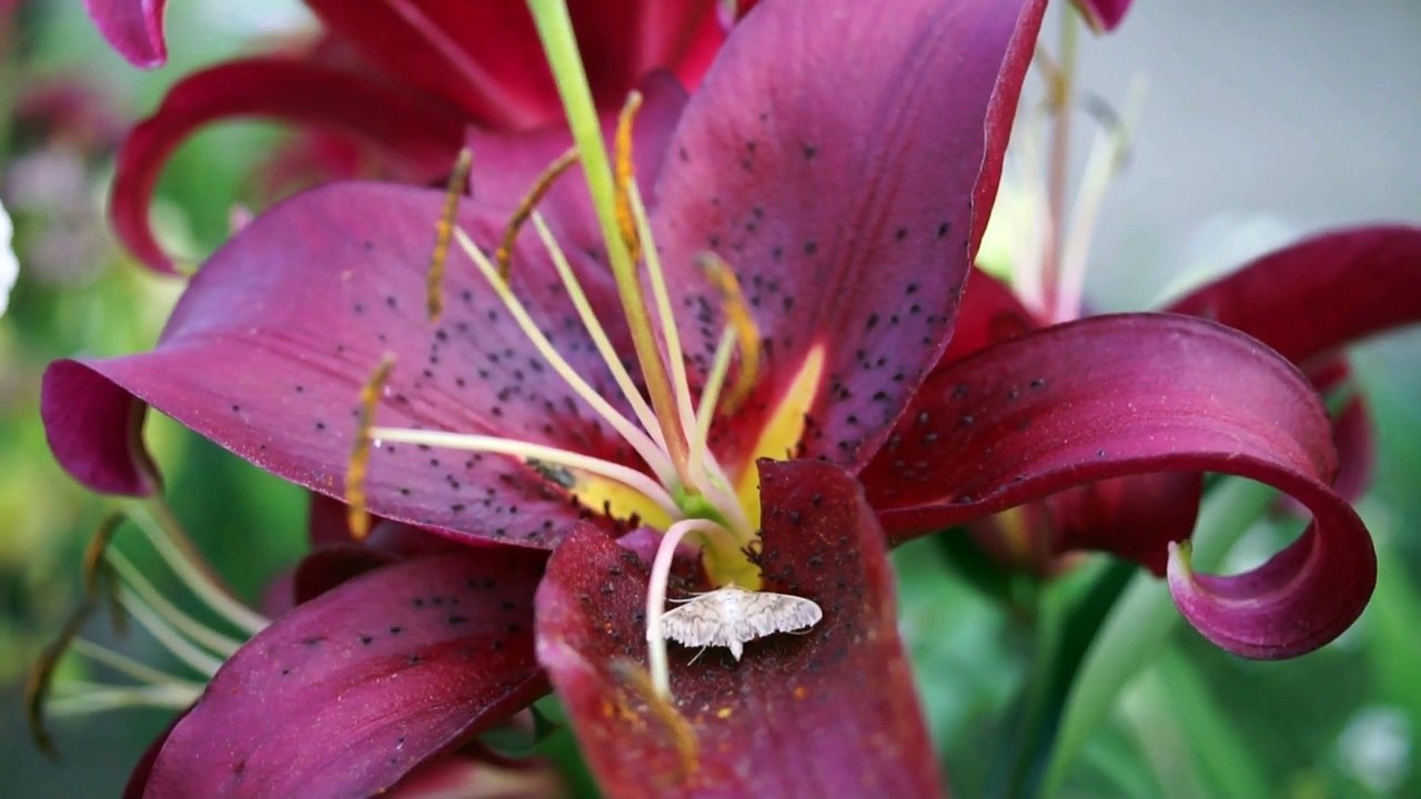Muzyka Relaksacyjna - NADCHODZI PIĘKNY CZAS