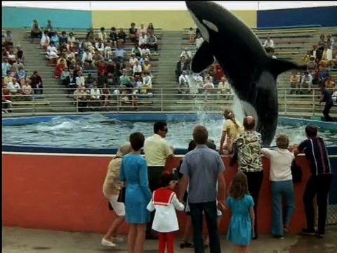 *GOLFiNHOS e BALEiAS Orcas fazem gracinhas na série Mulher-Maravilha