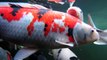 Koi Carp Male and Female Fish Identification 2 of 3