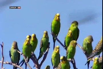 Periquitos Australianos Documental