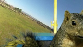 Funny Squirrel Steals Plane ! - Белка Угнала Самолет ! - Прикол !