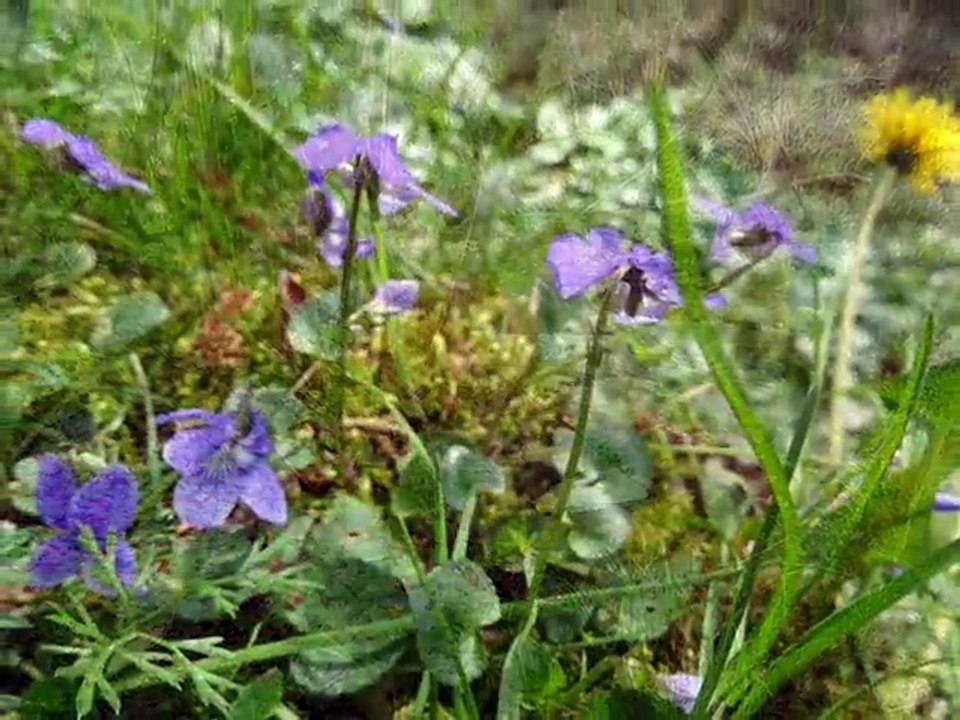 Averyronavril2015 2
