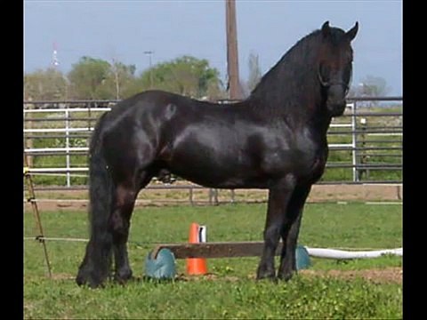 Friesians-The black horse