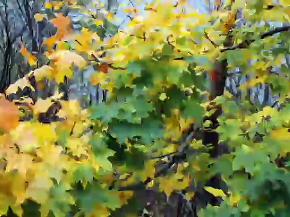 Automne