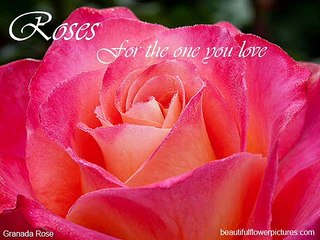 Beautiful Flower Pictures - Roses