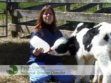 Rescued Calves Thriving at Farm Sanctuary