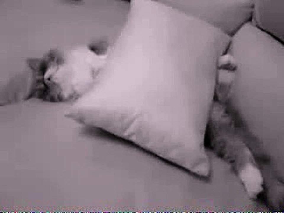 Cute Cat Sleeping Time