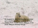 Polar Bears and Drilling in the Arctic