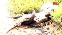 Un anaconda avale un crocodile