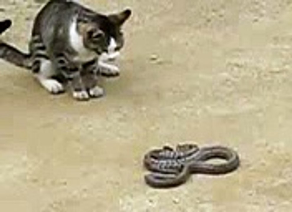 Cat vs Snake | Cobra vs Cat Fights Compilation