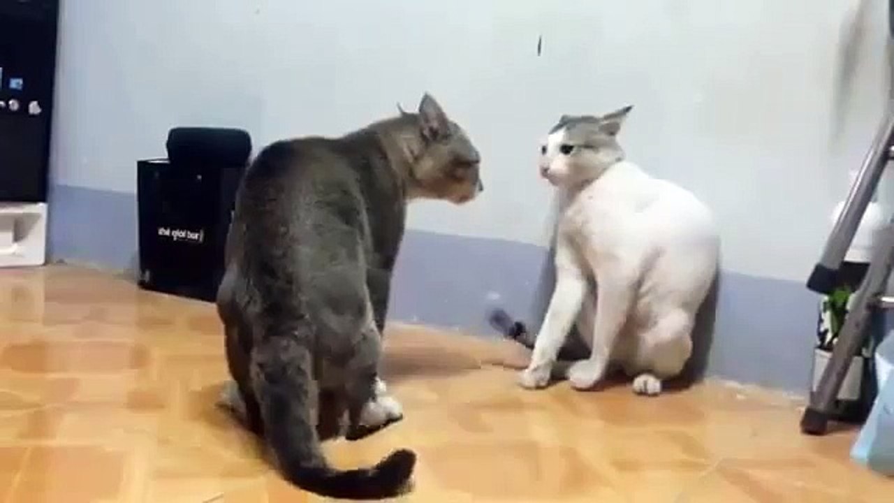 Funny cats kungfu fighting