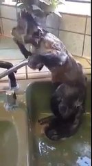 Monkey takes a shower