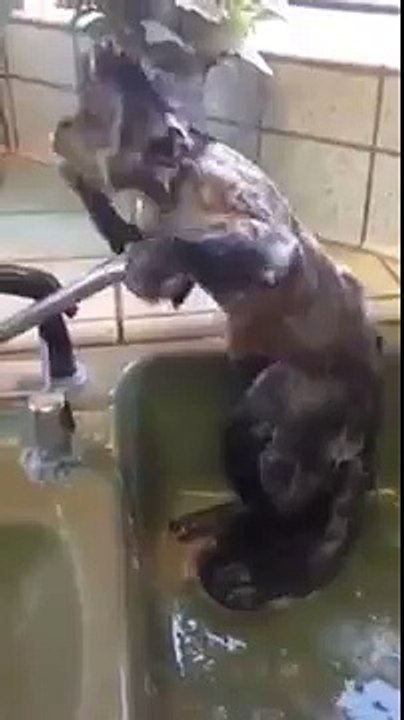 Monkey takes a shower