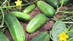 Food Gardening : How to Plant Cucumbers in a Garden