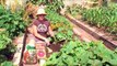 Vegetable Gardening : How to Plant Zucchini in a Garden