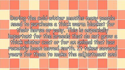 Best Buys On Amigo Turnout Blankets