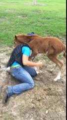 Un poulain fait un câlin