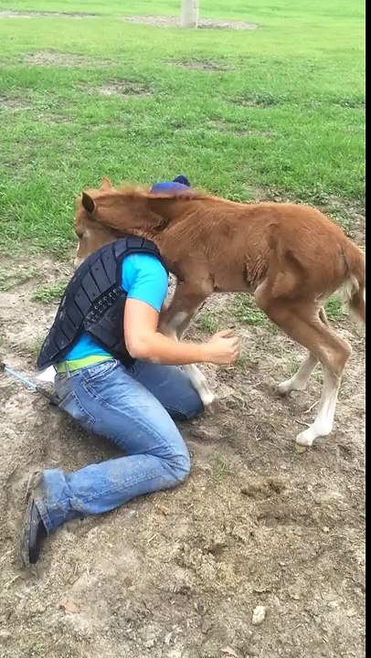Un poulain fait un câlin