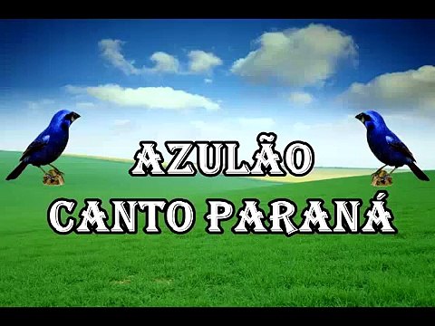 Azulão Canto Paraná