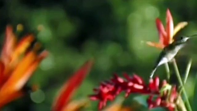 İzleyince Rabbim Seni Çook Seviyorum diyeceksiniz