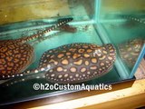 FRESHWATER STINGRAYS - h2oCustomAquatics.com