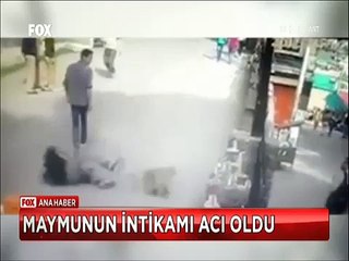 Maymunu kızdırdığına bin pişman oldu Maymunun intikamı acı oldu