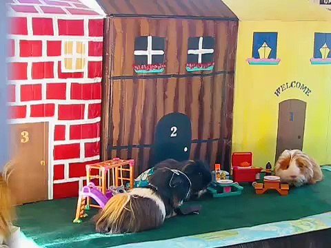The Three Little Pigs .... Guinea Pigs that is!