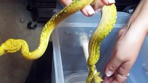 Chondropython, Morelia viridis, the Green Tree Python, bites the Deadly Tarantula Girl on Camera