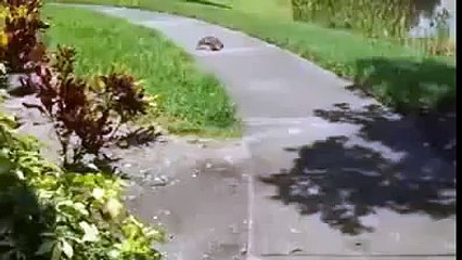 Who Says Turtles Are Slow