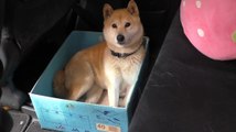 Le chien Koharu s'installe dans un carton de plus en plus petit