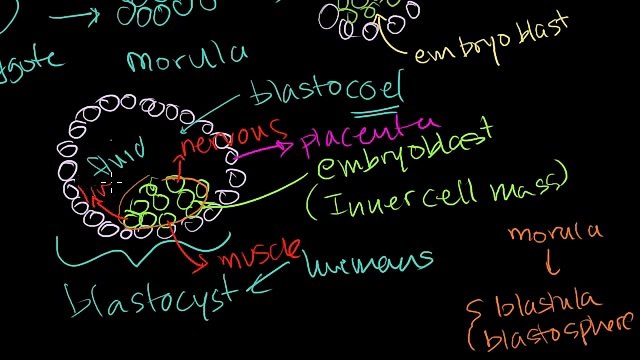 Embryonic Stem Cells