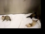 Pet Store Ferrets
