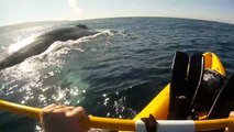 Kayaking with Redondo Beach Blue Whales, with underwater footage  and Lunge feeding GoPro