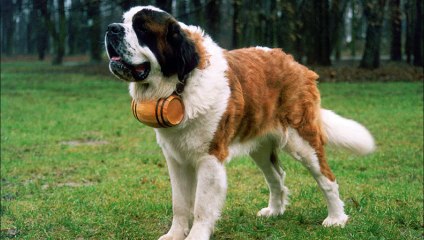 A ja mam psa - Gawęda