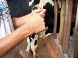 injection of calcium in cow / injeção de cálcio na vaca