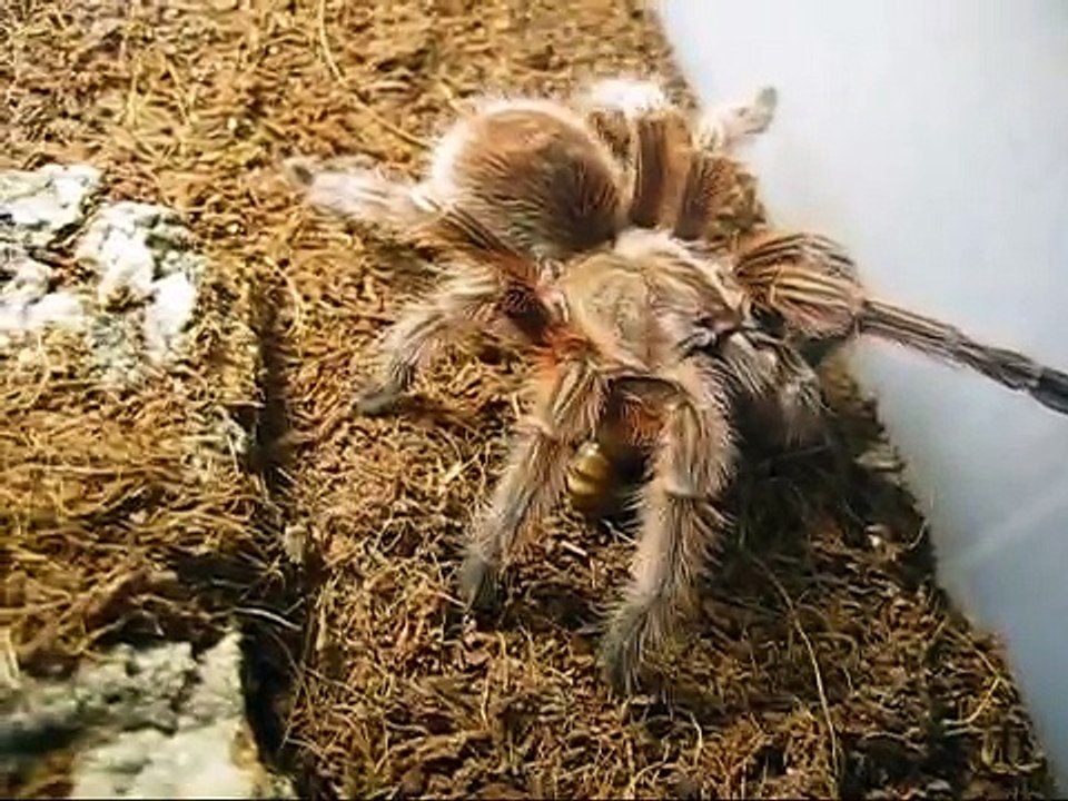 Tarantula Feeding #1
