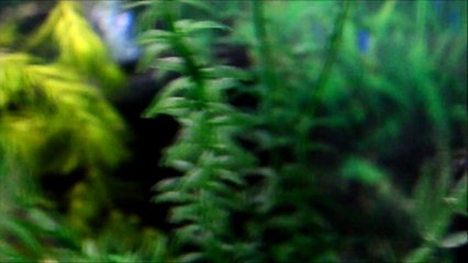 red cherry shrimps in action!!