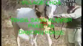 Pakistani Horse dance on wedding VILLEEMA... Raja Shabir UK