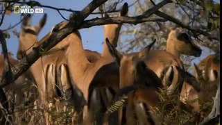 Documental- La manada de Perros salvajes