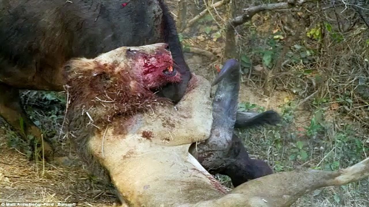BUFALO ASLANI PERİŞAN ETTİ..