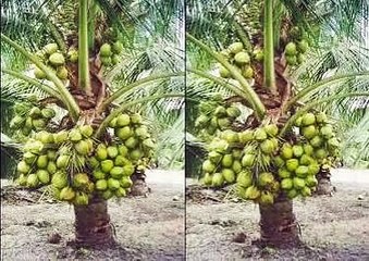 KELAPA MATAG|TANAMAN KELAPA MATAG