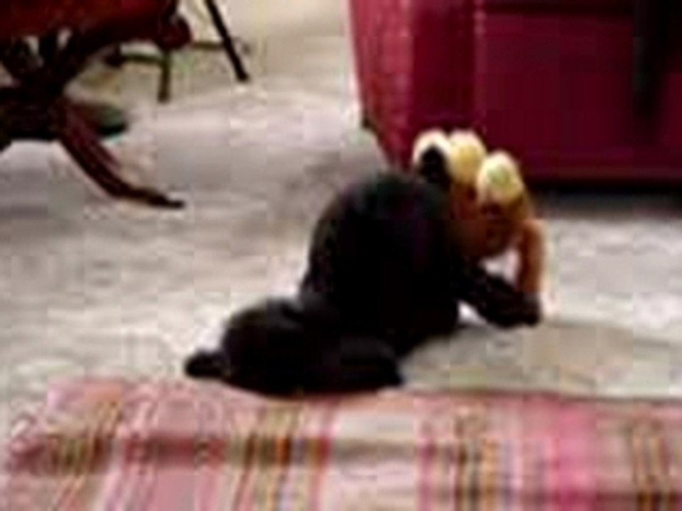 Funny dog