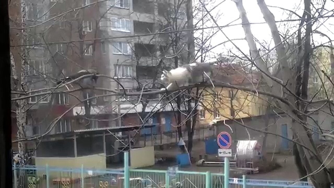 Crow Really Loves Taunting This Cat