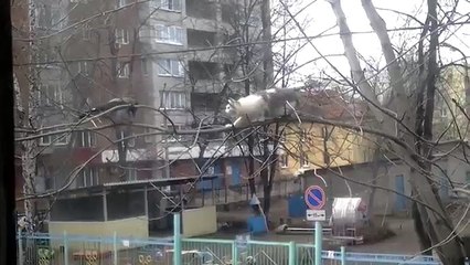 Crow Really Loves Taunting This Cat