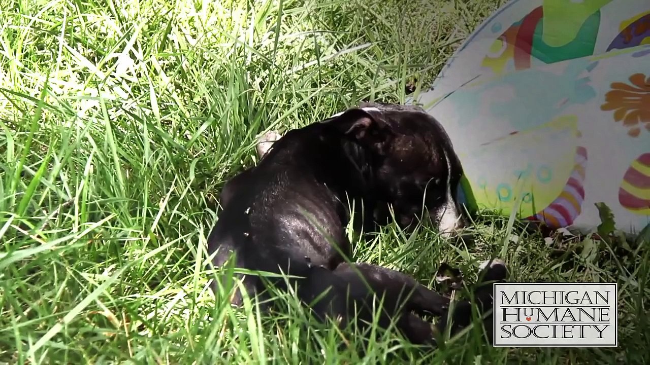 Fighting Animal Cruelty in Detroit: The Tough Side of Being an Animal Cop & Rescuer