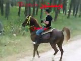 *الهلال الفحماوي - خيول ام الفحم  horse arabean  סוסים ערבים