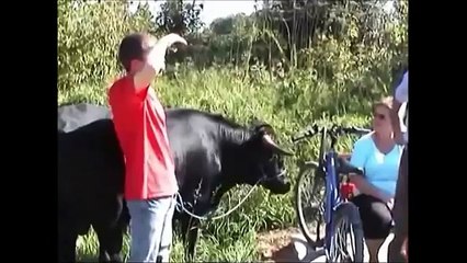 El toro de lidia más odiado por los taurinos, se pasea en la ciudad