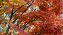 Goro in colored leaves / コーギーを紅葉に埋めてみた 20121113 Goro@Welsh corgi