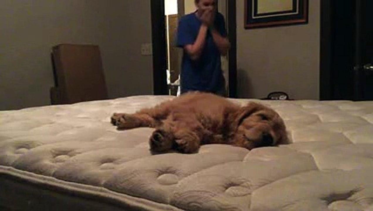Meets puppy for the first time